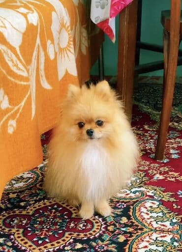 дрессировка собак баку: Şpitz — 1