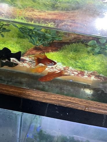 Balıqlar: Meçenos balığı, Sülhsevər — 3