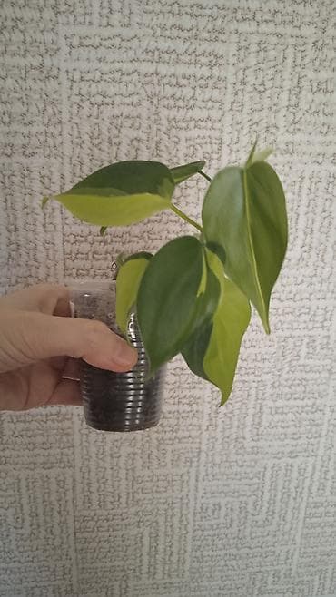 kalina bitkisi: Filodendron ‘Brasil’ (Philodendron hederaceum ‘Brasil’) – yarpaq — 1