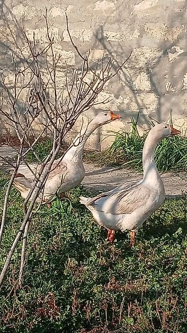ucuz qazlar: Ağ qaz cütlüyü - Növ: Ağ ev qazı (apelsin rəngli gaga və pəncələr) - — 6