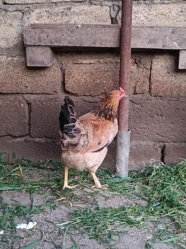 gence it satisi: 3 eded cavan,saglam 7 ayliq fereler. 3 de yumurtayir.Bir ededi 13 — 8