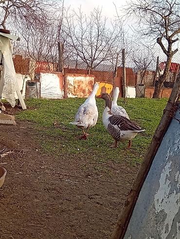 inek bala: Dişi, Damazlıq — 8