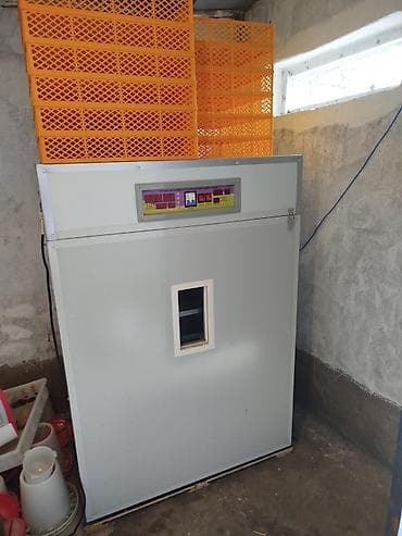 Avadanlığın icarəsi: 1100 yumurta — 3