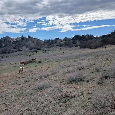 Kənd təsərrüfatı