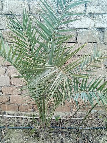yasil hasar: Xurma palması (Phoenix dactylifera) fidanları (3 ədəd) Boyları: 50sm — 2