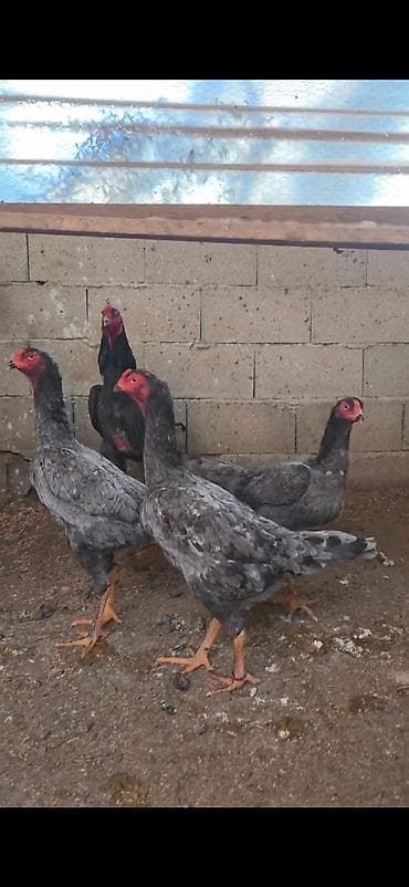 kənd heyvanları: Toyuq, Damazlıq — 9