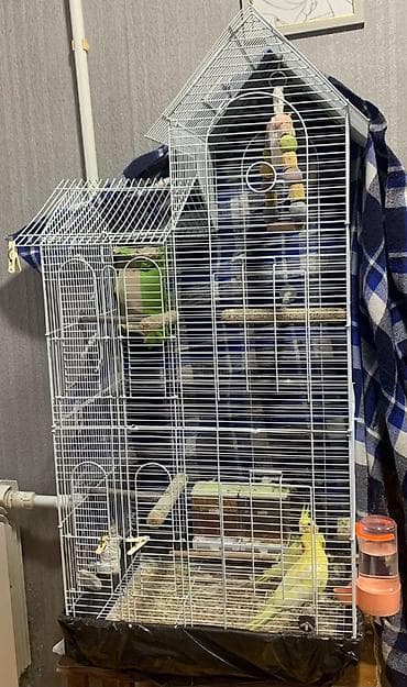 Korella hazır cütdü. En son keçen il bala almışam. Ondan sonra yuvanı — 7