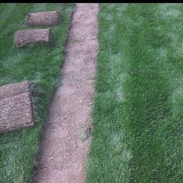 orkide qiyməti: Online qazon satisi catdirlmasi ve qurasirilmasi qiymət kvadratan ve — 1