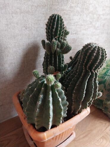 Лекарства для растений: Комнатные растения — 2