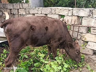 simmental: Dana, buzov, Dişi, ay: 10, Damazlıq — 2
