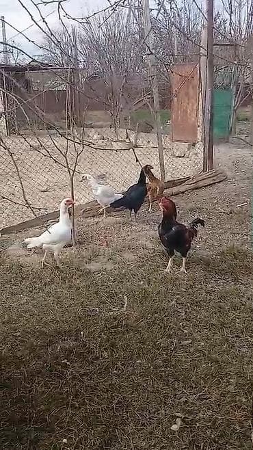 Balıqlar: Türk cinsi döyüşkənlər.1yaş yarımlıqdılar.1xoruz 4 fərə .xoruz 70 — 5