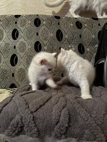 ag pisik sekilleri: Dişi — 6