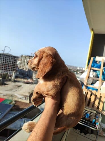 şotlan pişik: Şotland yastı qulaq, Erkək, Dişi, Yaxşı əllərə, Ünvandan götürmə, Pulsuz çatdırılma, Ödənişli çatdırılma — 40