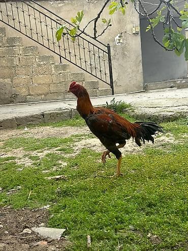 mirvari canta: Salam heyvan 9aylgdi göz qabagndadi ciddi alıcılar narahat eləsin — 2