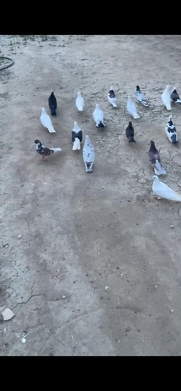 papuqay quş: 18 quşdu tərgidmə ünvan saray boş bekar adamlar narahat edməsin — 2