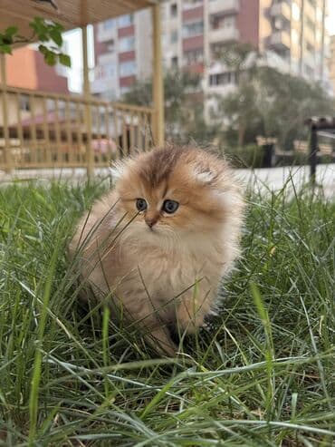 pişiklərin qiyməti: Qızıl şinşilla, Dişi — 6