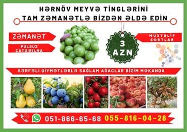 green pharma baku: Məhsul: Şəxsi tingçilik təsərrüfatında yetişdirilən meyvə tingləri — 1