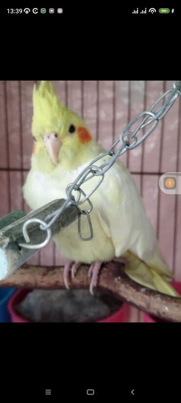 ov quşları satılır: Nymph parakit (Cockatiel) – açıq sarı rəngli, başında ucalıq tutqulu — 1