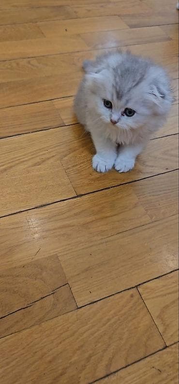 sirin pisik sekilleri: Britan yastı qulaq, Erkək, Dişi, Yaxşı əllərə, Ünvandan götürmə, Ödənişli çatdırılma — 3