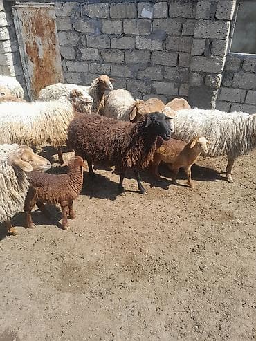 qoyun itleri: Topdan satilir 28 baw qoyun satilir otlaq gormuw heyvanlardi 10 ededi — 2