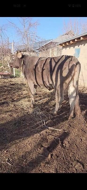 С/х животные и товары: Satılır 2 ci qarna boğazdı — 2
