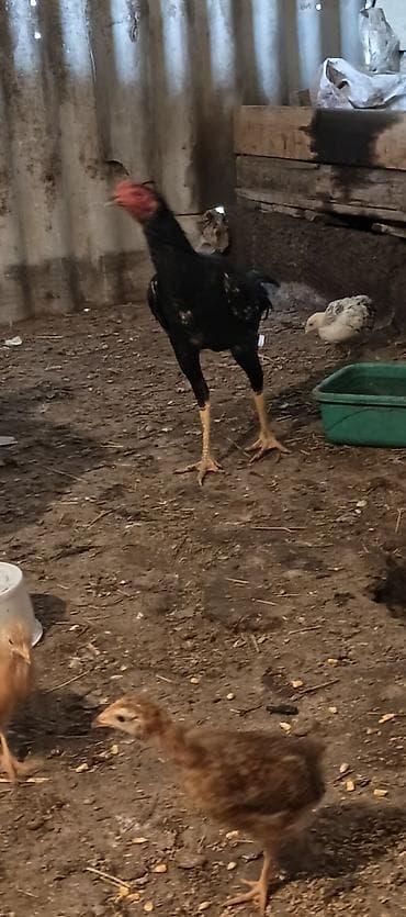 erkəy danalar: Toyuq cücələri, Damazlıq — 2