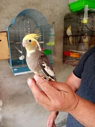 fireng quşu: Korella əl qusu 3 ayliq əldə oynuyur Tam vitaminli qusdu dişidi Real — 4