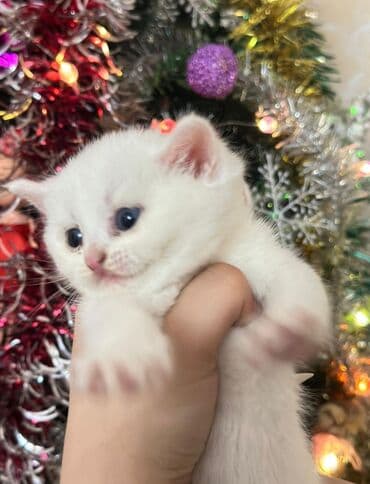 Volkswagen: Британская, Самец, Самка — 2