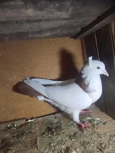 dəvə quşu satışı: Kekilli qırmızı boyun biri erkek biri maya. bir eded sari boyun kekili — 8