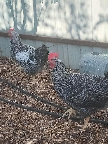 itlerin satisi: Toyuq, Damazlıq — 2