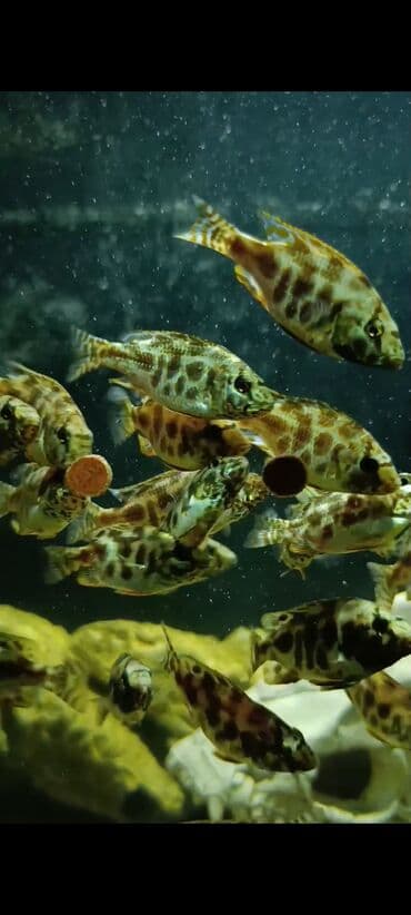 oskar balığı: Yırtıcı, Ödənişli çatdırılma, Ünvandan götürmə — 3