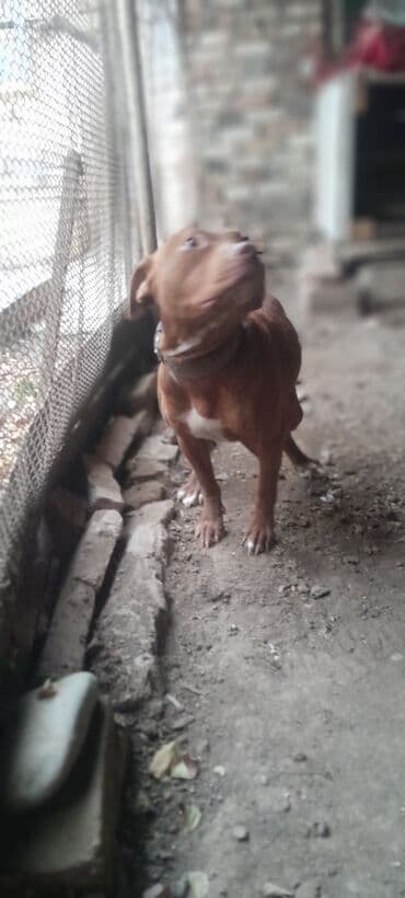 pişik ağ: Pitbul, 6 ay, Erkek, Ünvandan götürmə — 3