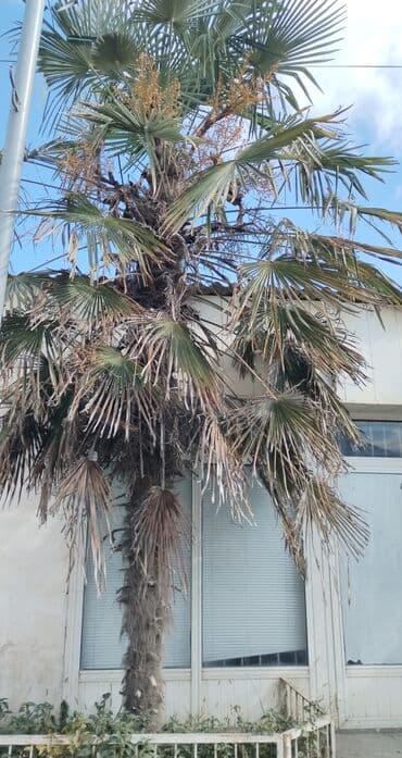 dekorativ dibçək gülləri: Təbiətin 15 illik şah əsəri satışda! Həyətinizi ya da bağınızı — 2