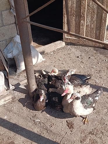 ordek yumurtası: Muscovy (indo) ördəkləri satılır – müxtəlif rənglərdə (qara, ağ-qara — 1