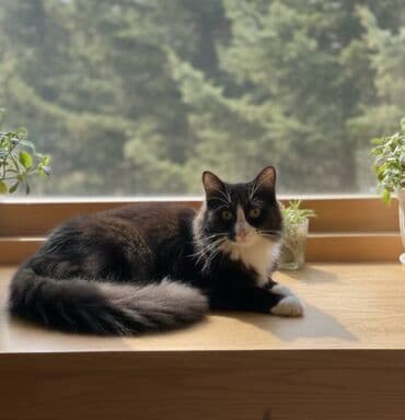 кошки отдам в хорошие руки: Самец, Самка — 1