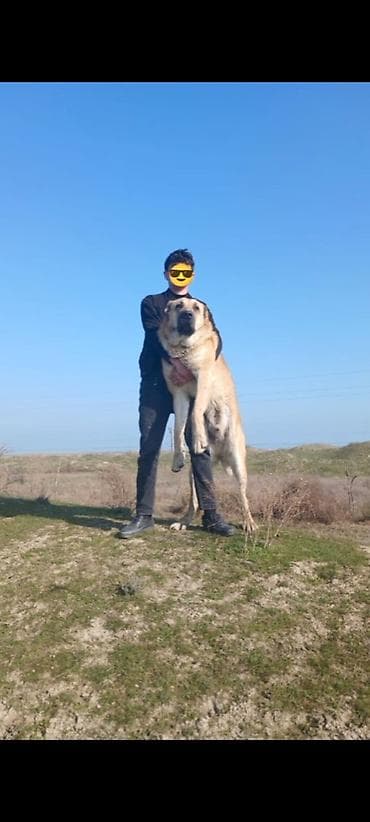 cins itler: İt (köpək) – Böyük cüssəli /iqtisad tipli it Xüsusiyyətlər: - Rəng — 4