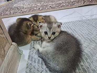 britan pişiyi: Şotland yastı qulaq, Erkək, Dişi, Yaxşı əllərə, Ünvandan götürmə, Pulsuz çatdırılma, Ödənişli çatdırılma — 1