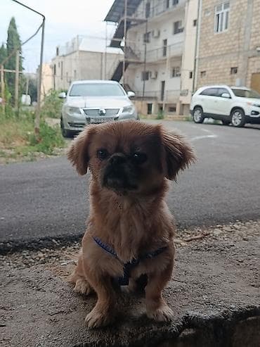 it alman: Pekines, 1 il, Erkək, Ünvandan götürmə — 9
