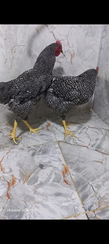 tap. az ov itleri: Xoruz amroks barred 5 aylıq damazlıq satılır bakıya göndermek — 9