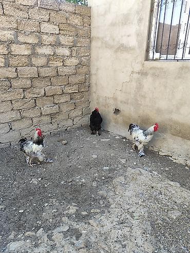 Heyvanlar: Toyuq, Brama, Damazlıq — 5
