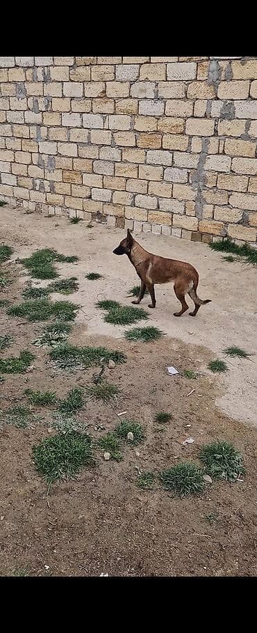 pudel it satisi: Belçika çoban iti, 1 il, Dişi, Peyvəndli, Ünvandan götürmə — 1