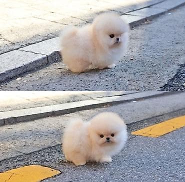 Şpitz, 2 ay, Sənədli