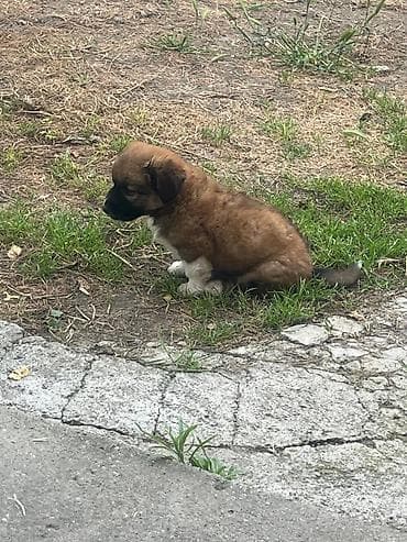 it cinsleri adları: Erkek, Ödənişli çatdırılma — 6
