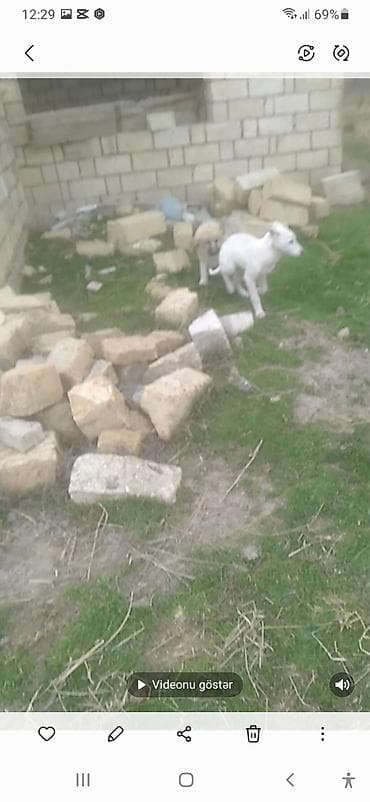 Quşlar: 3 ay, Erkek, Peyvəndli — 2