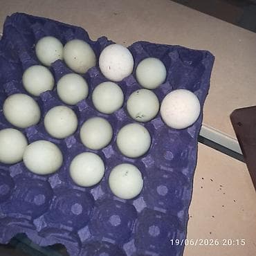 ucuz su sifarişi: ŞİRVAN, BAKİYA CATDİRİLMA PULLU — 1