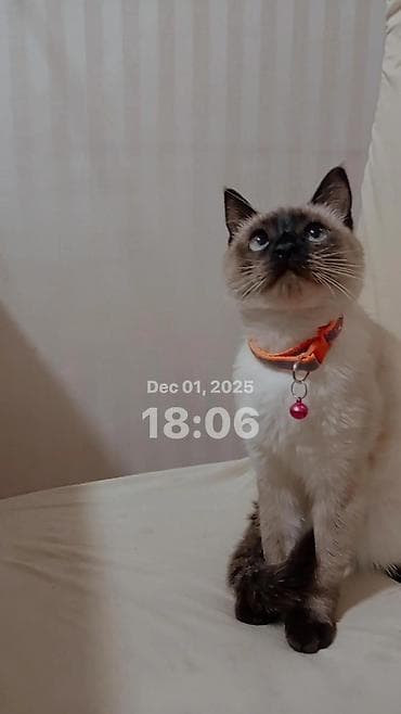 ev pişiyi satışı: Siam, Dişi, Yaxşı əllərə — 4