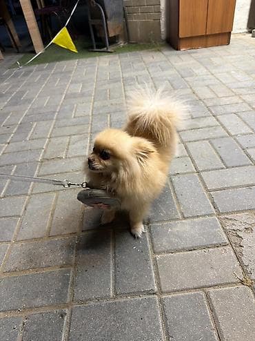 kanı kors: 🐶 Satılır – Çox Şirin Dişi Pomeranian (Spitz) 🐶 2 yaşlı, dişi, çox — 8