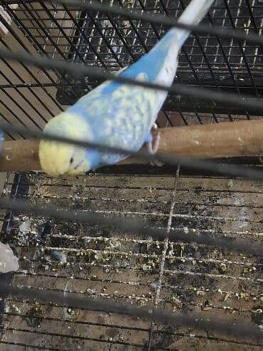 Audi: Qusun renginin gozelliyi goz qabagindadir. Tam saglam papuqaydi — 4