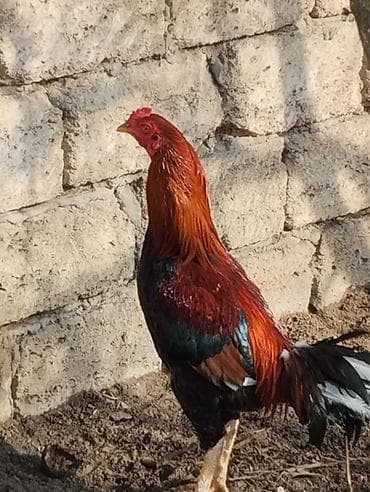 ev heyvanlari satisi: 8 aylıq xoruz satılır.Tam sağlamdır.Sualı olan zəng edə və ya vatçapda — 2