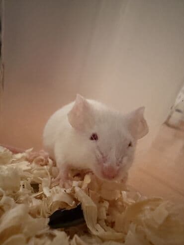 lal ördek satışı: Baxın bu kiçik, zərif cütlüyə! Onlar hələ ki, baladırlar, amma — 2